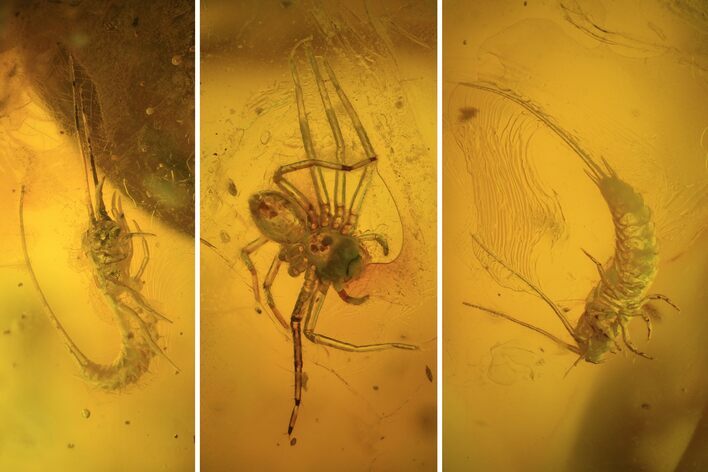 Fossil Bristletails (Archaeognatha) & Spider In Baltic Amber #93903